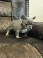 Grace , a female French Bulldog for sale in Chesnee, SC – Photo 4 of 7