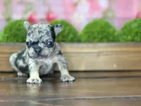 Bobby V, a male French Bulldog for sale in Chesnee, SC – Photo 4 of 5