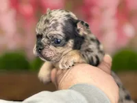 Bobby V, a male French Bulldog for sale in Chesnee, SC – Photo 5 of 5