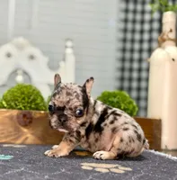 Bobby V, a male French Bulldog for sale in Chesnee, SC – Photo 2 of 5