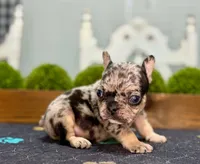 Bobby V, a male French Bulldog for sale in Chesnee, SC – Photo 1 of 5