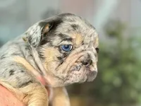 Haley, a female French Bulldog for sale in Chesnee, SC – Photo 5 of 7