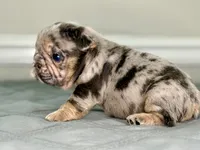 Haley, a female French Bulldog for sale in Chesnee, SC – Photo 6 of 7