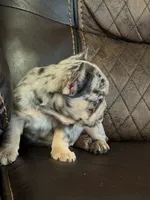 Haley, a female French Bulldog for sale in Chesnee, SC – Photo 2 of 7