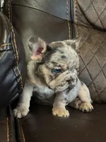 Haley, a female French Bulldog for sale in Chesnee, SC – Photo 3 of 7