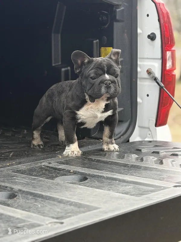 Stan – French Bulldog puppy for sale in Chesnee, SC