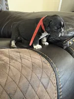 Stan, a male French Bulldog for sale in Chesnee, SC – Photo 4 of 7