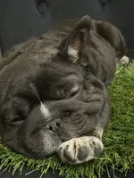 Stan, a male French Bulldog for sale in Chesnee, SC – Photo 5 of 7