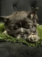 Stan, a male French Bulldog for sale in Chesnee, SC – Photo 1 of 7