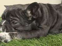 Stan, a male French Bulldog for sale in Chesnee, SC – Photo 3 of 7