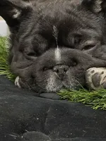 Stan, a male French Bulldog for sale in Chesnee, SC – Photo 7 of 7