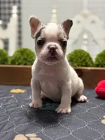 Jerry P, a male French Bulldog for sale in Chesnee, SC – Photo 2 of 2