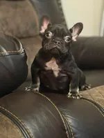 Choco, a male French Bulldog for sale in Chesnee, SC – Photo 2 of 6