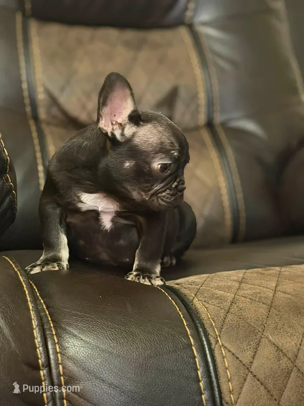 Choco – French Bulldog puppy for sale in Chesnee, SC
