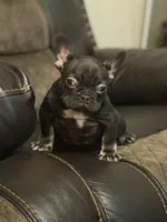 Choco, a male French Bulldog for sale in Chesnee, SC – Photo 4 of 6