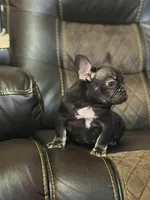 Choco, a male French Bulldog for sale in Chesnee, SC – Photo 5 of 6
