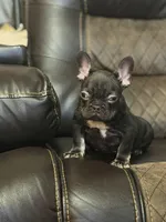 Choco, a male French Bulldog for sale in Chesnee, SC – Photo 6 of 6