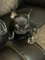 Choco, a male French Bulldog for sale in Chesnee, SC – Photo 3 of 6