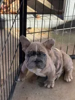 Humphries, a male French Bulldog for sale in Chesnee, SC – Photo 4 of 8