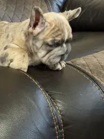 Humphries, a male French Bulldog for sale in Chesnee, SC – Photo 1 of 8