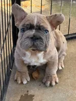 Humphries, a male French Bulldog for sale in Chesnee, SC – Photo 2 of 8