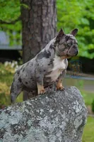Humphries, a male French Bulldog for sale in Chesnee, SC – Photo 5 of 8