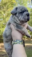 Humphries, a male French Bulldog for sale in Chesnee, SC – Photo 8 of 8