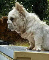 Humphries, a male French Bulldog for sale in Chesnee, SC – Photo 6 of 8