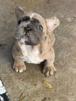 Humphries, a male French Bulldog for sale in Chesnee, SC – Photo 3 of 8