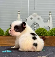 Fluffy Sue-Ann, a male French Bulldog for sale in Chesnee, SC – Photo 4 of 4