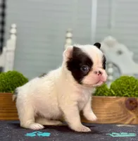 Fluffy Sue-Ann, a male French Bulldog for sale in Chesnee, SC – Photo 2 of 4