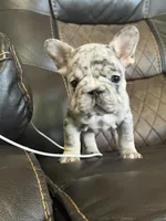 Shannon, a female French Bulldog for sale in Chesnee, SC – Photo 1 of 7