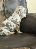 Shannon, a female French Bulldog for sale in Chesnee, SC – Photo 4 of 7