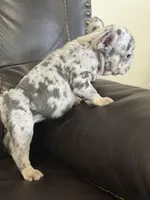 Shannon, a female French Bulldog for sale in Chesnee, SC – Photo 3 of 7