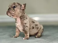 Shannon, a female French Bulldog for sale in Chesnee, SC – Photo 7 of 7