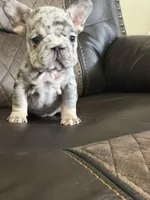 Shannon, a female French Bulldog for sale in Chesnee, SC – Photo 2 of 7