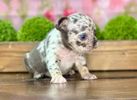 Clarence C, a male French Bulldog for sale in Chesnee, SC – Photo 4 of 4