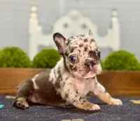 Clarence C, a male French Bulldog for sale in Chesnee, SC – Photo 2 of 4