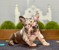 Clarence C, a male French Bulldog for sale in Chesnee, SC – Photo 1 of 4