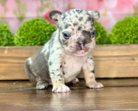 Clarence C, a male French Bulldog for sale in Chesnee, SC – Photo 3 of 4