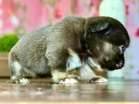 Chewbacca , a male French Bulldog for sale in Chesnee, SC – Photo 7 of 7