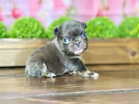 Chewbacca , a male French Bulldog for sale in Chesnee, SC – Photo 6 of 7