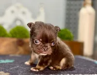 Chewbacca , a male French Bulldog for sale in Chesnee, SC – Photo 3 of 7