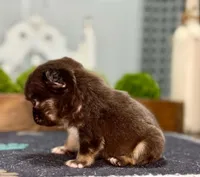 Chewbacca , a male French Bulldog for sale in Chesnee, SC – Photo 4 of 7