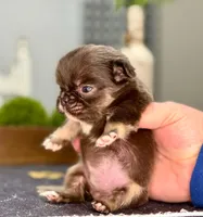 Chewbacca , a male French Bulldog for sale in Chesnee, SC – Photo 2 of 7