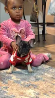 Amy, a female French Bulldog for sale in Chesnee, SC – Photo 3 of 4