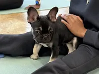 Amy, a female French Bulldog for sale in Chesnee, SC – Photo 1 of 4