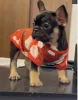 Amy, a female French Bulldog for sale in Chesnee, SC – Photo 4 of 4