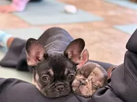 Amy, a female French Bulldog for sale in Chesnee, SC – Photo 2 of 4