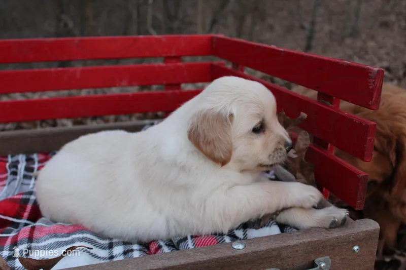 Dusty – Golden Retriever puppy for sale in Rutledge, MO